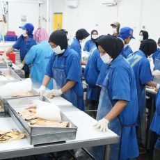 KKP Optimalkan Serapan Cat fish dengan Pertemukan Asosiasi Hulu-Hilir