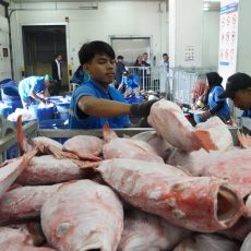 KKP Siapkan Sistem Informasi Cold Storage Perkuat Hilirisasi Perikanan