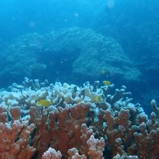 KKP Tambah Dua Kawasan Konservasi Laut untuk Ekonomi Biru