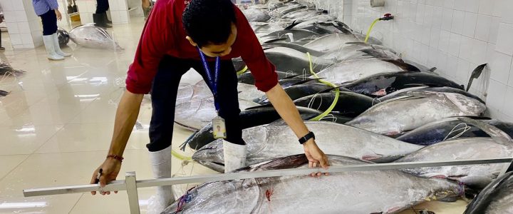 KKP Tegaskan Penangkapan Tuna Sirip Biru Selatan Wajib Penuhi Kaidah RFMO KKP Tegaskan Penangkapan Tuna Sirip Biru Selatan Wajib Penuhi Kaidah RFMO
