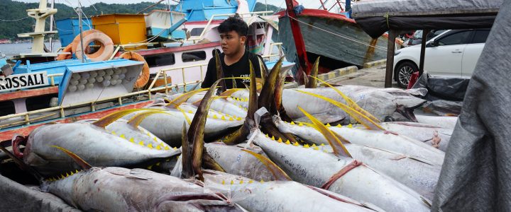 Sistem Pascaproduksi PIT Tingkatkan PNBP SDA Perikanan 30% di 2024 Sistem Pascaproduksi PIT Tingkatkan PNBP SDA Perikanan 30% di 2024
