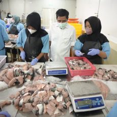Sistem Rantai Dingin Jamin Ikan yang Dipasok ke Dapur MBG Berkualitas